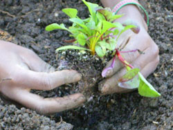 Planting in the garden